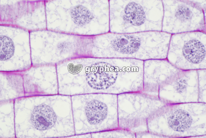 Racine de Blé - Cellules en élongation - zone 2 x400 - gryphea.com